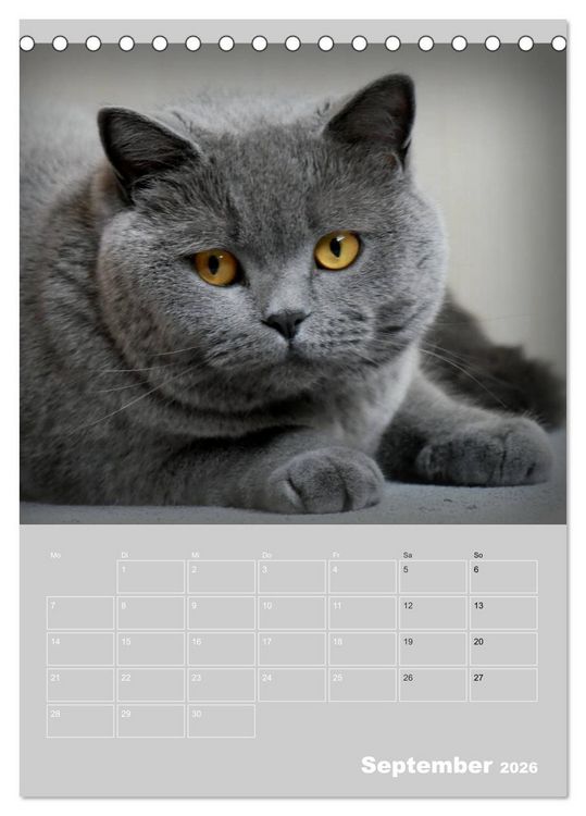 Produktbild: Graue Engel - Britischkurzhaar-Katzen (Tischkalender 2026 DIN A5 hoch), CALVENDO Monatskalender