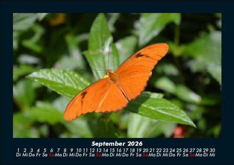 Produktbild: Bunte Pracht der Schmetterlinge 2026 Fotokalender DIN A5
