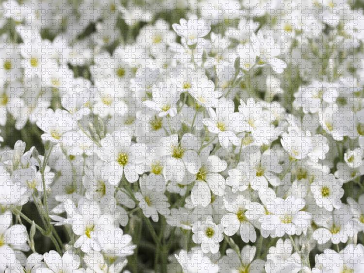 Produktbild: CALVENDO Puzzle Filziges Hornkraut | 1000 Teile Lege-Gr&ouml;&szlig;e 64x48cm Foto-Puzzle f&uuml;r gl&uuml;ckliche Stunden