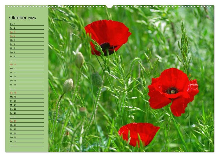 Produktbild: Mohnblumen Tr&auml;ume (hochwertiger Premium Wandkalender 2026 DIN A2 quer), Kunstdruck in Hochglanz