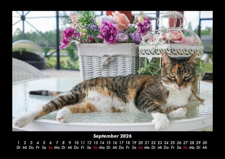 Produktbild: F&uuml;r Katzenfreunde 2026 Fotokalender DIN A3