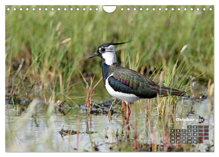 Produktbild: Limikolen - Watv&ouml;gel Europas (Wandkalender 2026 DIN A4 quer), CALVENDO Monatskalender