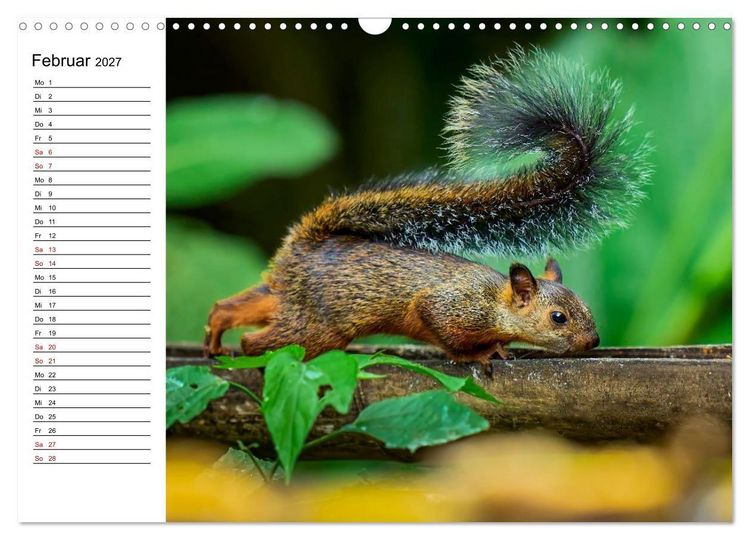 Produktbild: Costa Rica &ndash; Tierparadies im Regenwald (Wandkalender 2027 DIN A3 quer), CALVENDO Monatskalender