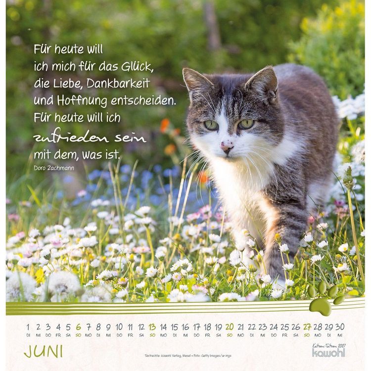 Produktbild: Katzen-Tatzen 2027