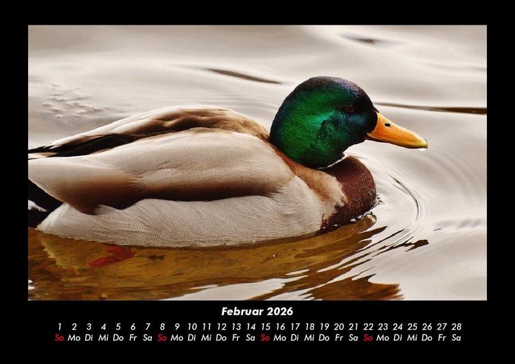 Produktbild: Enten 2026 Fotokalender DIN A3