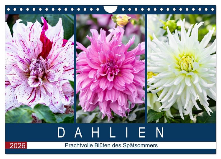 Produktbild: Dahlien - Prachtvolle Bl&uuml;ten des Sp&auml;tsommers (Wandkalender 2026 DIN A4 quer), CALVENDO Monatskalender