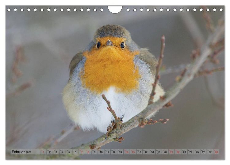 Produktbild: Steckbriefe einheimischer V&ouml;gel (Wandkalender 2026 DIN A4 quer), CALVENDO Monatskalender