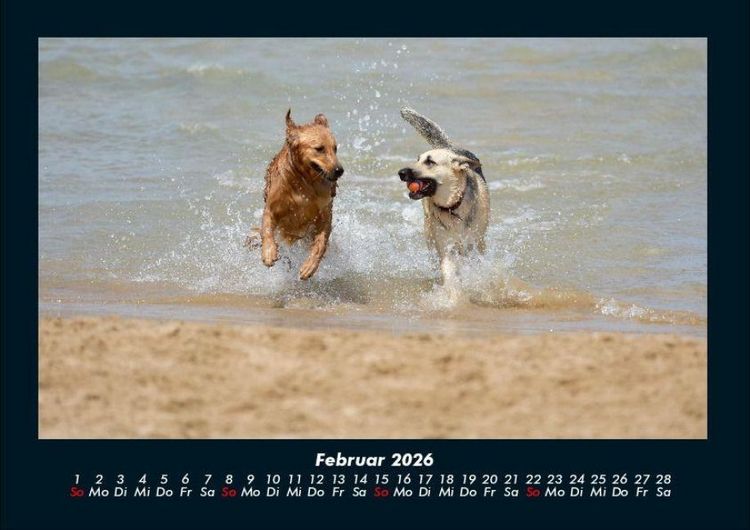 Produktbild: Der Hundekalender 2026 Fotokalender DIN A4