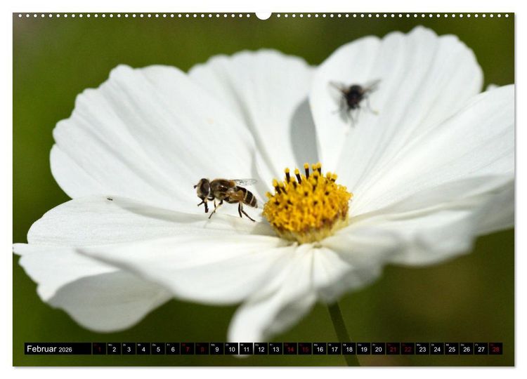 Produktbild: Insekten-Sommer (hochwertiger Premium Wandkalender 2026 DIN A2 quer), Kunstdruck in Hochglanz