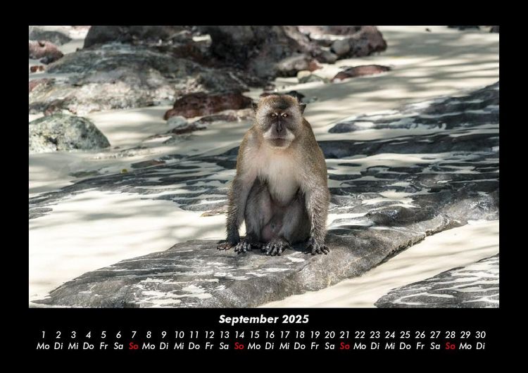 Produktbild: Affen 2025 Fotokalender DIN A3