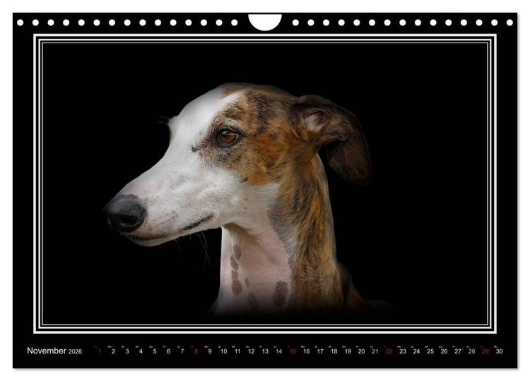 Produktbild: Galgo Espa&ntilde;ol 2026- Der spanische Windhund (Wandkalender 2026 DIN A4 quer), CALVENDO Monatskalender