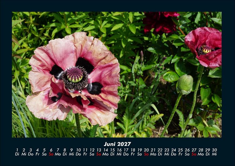 Produktbild: Blumenzauber 2027 Fotokalender DIN A4