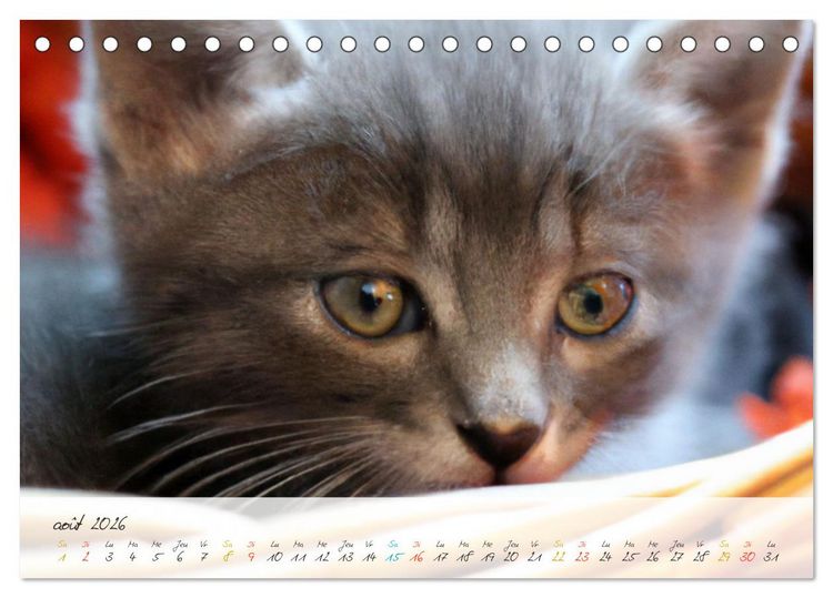Produktbild: Chatons trop mignons (Calendrier de bureau 2026 DIN A5 vertical), CALVENDO calendrier mensuel