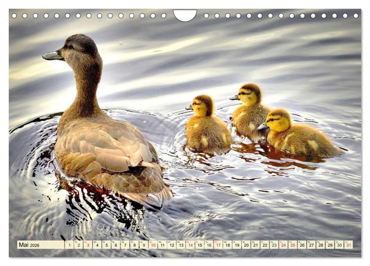 Produktbild: Enten. Beliebt, h&uuml;bsch und imposant (Wandkalender 2026 DIN A4 quer), CALVENDO Monatskalender