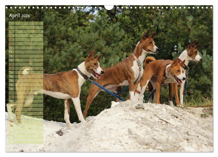 Produktbild: Basenji the African Barkless Dog (Wall Calendar 2026 DIN A3 landscape), CALVENDO 12 Month Wall Calendar