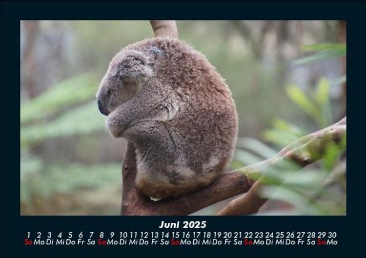 Produktbild: Koala 2025 Fotokalender DIN A5