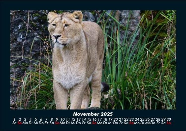 Produktbild: L&ouml;wen in der Wildnis 2025 Fotokalender DIN A5