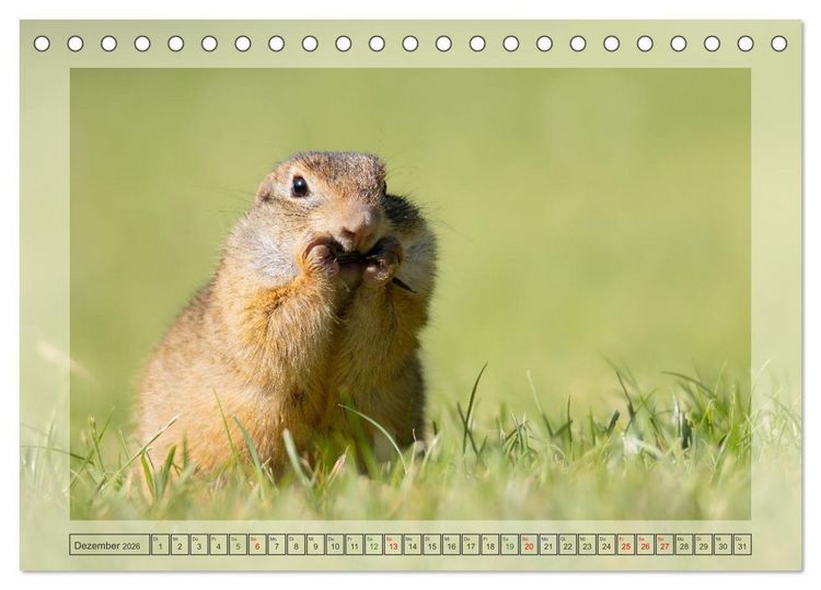 Produktbild: S&uuml;&szlig;e Nager (Tischkalender 2026 DIN A5 quer), CALVENDO Monatskalender
