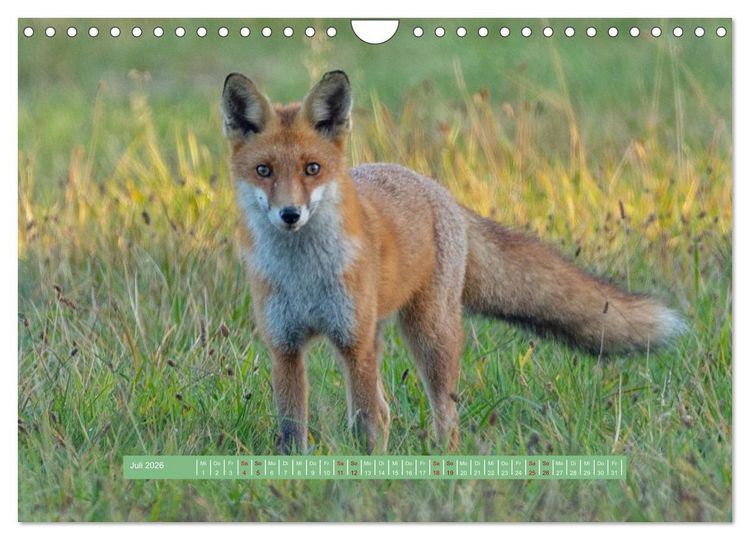 Produktbild: Wolfsburg - einfach tierisch (Wandkalender 2026 DIN A4 quer), CALVENDO Monatskalender