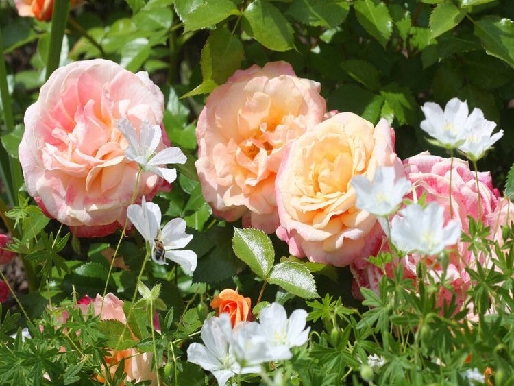 Produktbild: CALVENDO Puzzle Pastellfarbene Rosen | 1000 Teile Lege-Gr&ouml;&szlig;e 64x48cm Foto-Puzzle f&uuml;r gl&uuml;ckliche Stunden