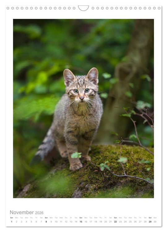 Produktbild: European Wildcats (Wall Calendar 2026 DIN A3 portrait), CALVENDO 12 Month Wall Calendar
