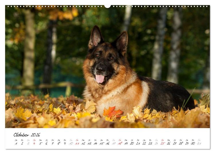 Produktbild: Sch&auml;ferhunde Seelenhunde (Wandkalender 2026 DIN A2 quer), CALVENDO Monatskalender