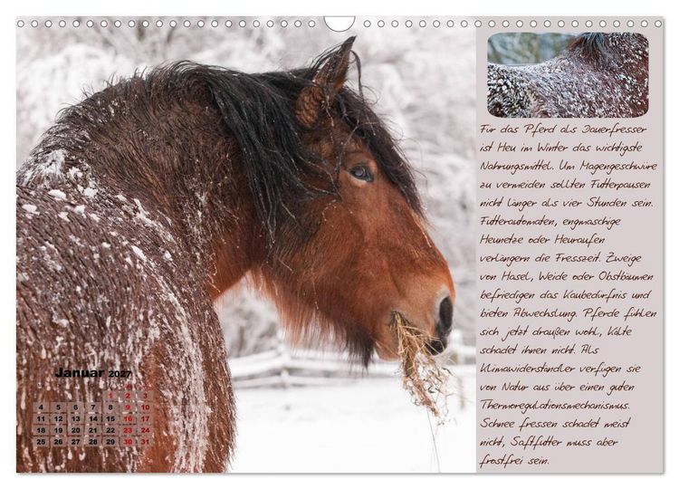 Produktbild: Pferdehaltung Tipps und Wissenswertes (Wandkalender 2027 DIN A3 quer), CALVENDO Monatskalender