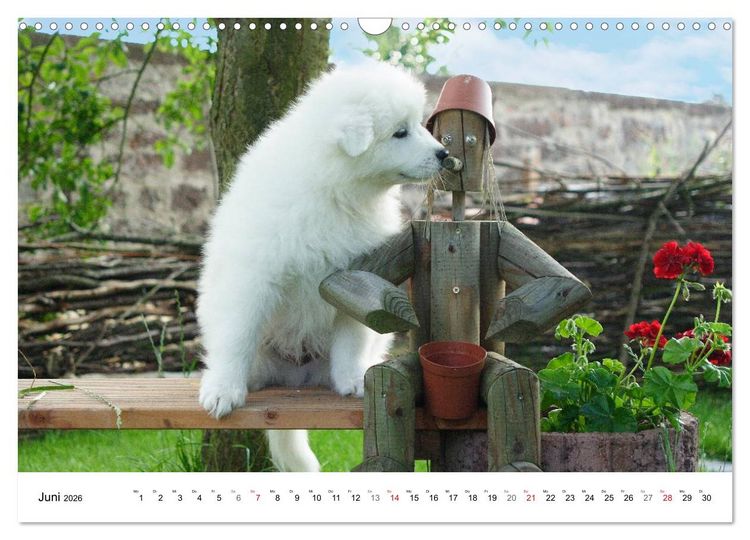 Produktbild: Samojeden Welpen (Wandkalender 2026 DIN A3 quer), CALVENDO Monatskalender