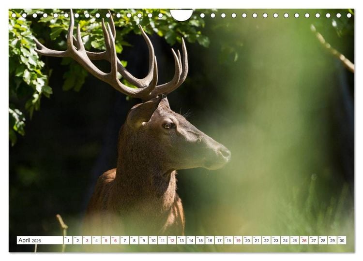 Produktbild: Emotionale Momente: Hirschbrunft (Wandkalender 2026 DIN A4 quer), CALVENDO Monatskalender