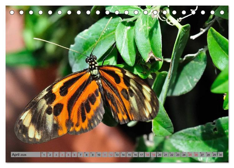 Produktbild: Butterfly's - Schmetterlinge f&uuml;r Zuhause (Tischkalender 2026 DIN A5 quer), CALVENDO Monatskalender
