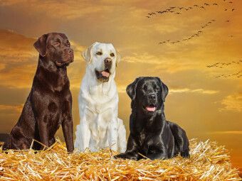 Produktbild: CALVENDO Puzzle Ein Motiv aus dem Kalender Labrador Retriever - Ein Freund f&uuml;r&acute;s Leben | 1000 Teile Lege-Gr&ouml;&szlig;e 64x48cm Foto-Puzzle f&uuml;r gl&uuml;ckliche Stun