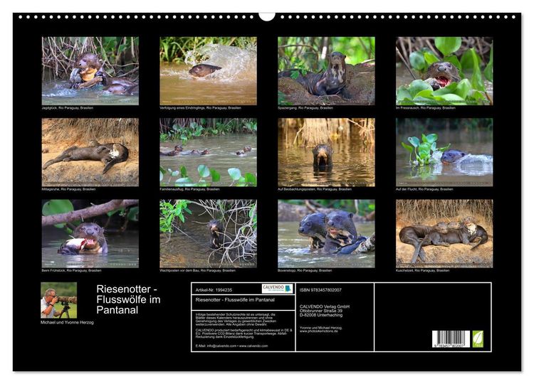 Produktbild: Riesenotter - Flussw&ouml;lfe im Pantanal (Wandkalender 2026 DIN A2 quer), CALVENDO Monatskalender
