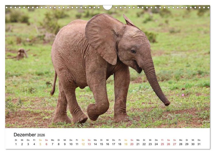 Produktbild: ADDO ELEPHANT NATIONAL PARK Elefanten Babies (Wandkalender 2026 DIN A3 quer), CALVENDO Monatskalender