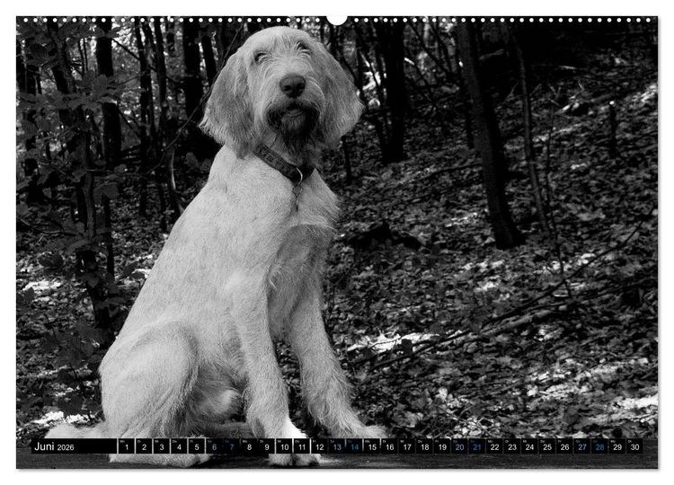 Produktbild: Carissimo Spinone Italiano (hochwertiger Premium Wandkalender 2026 DIN A2 quer), Kunstdruck in Hochglanz