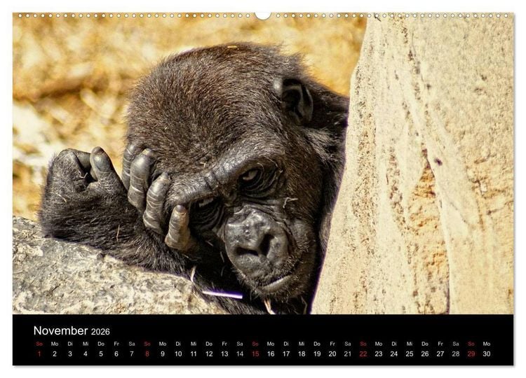 Produktbild: Gorillas - Die sanften Wilden (hochwertiger Premium Wandkalender 2026 DIN A2 quer), Kunstdruck in Hochglanz