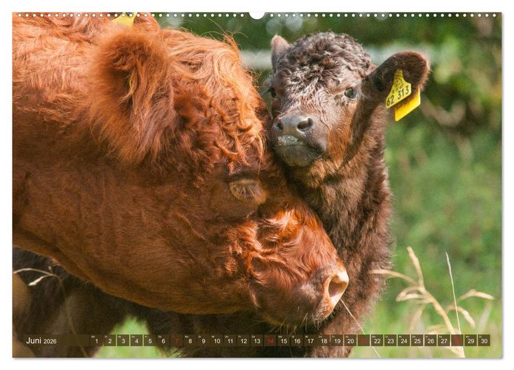 Produktbild: Galloway K&auml;lbchen - Liebenswert und lockig (Wandkalender 2026 DIN A2 quer), CALVENDO Monatskalender