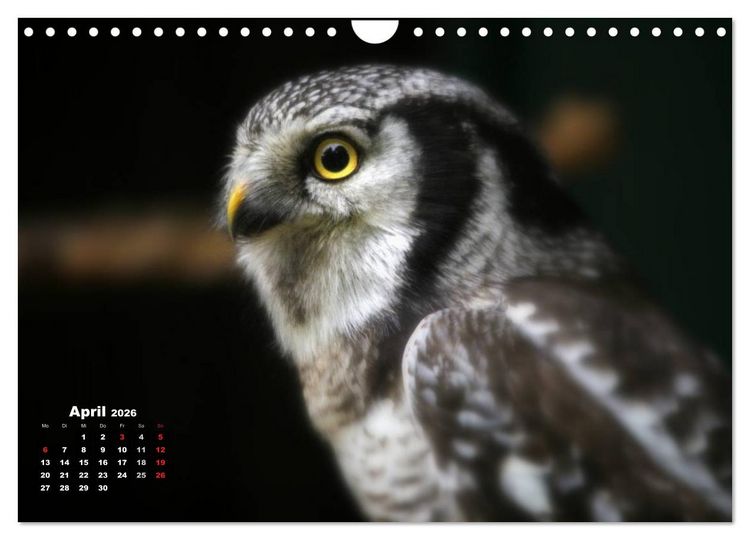 Produktbild: Greifv&ouml;gel, Eulen und K&auml;uze (Wandkalender 2026 DIN A4 quer), CALVENDO Monatskalender