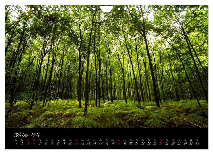Produktbild: Wald (Wandkalender 2026 DIN A4 quer), CALVENDO Monatskalender