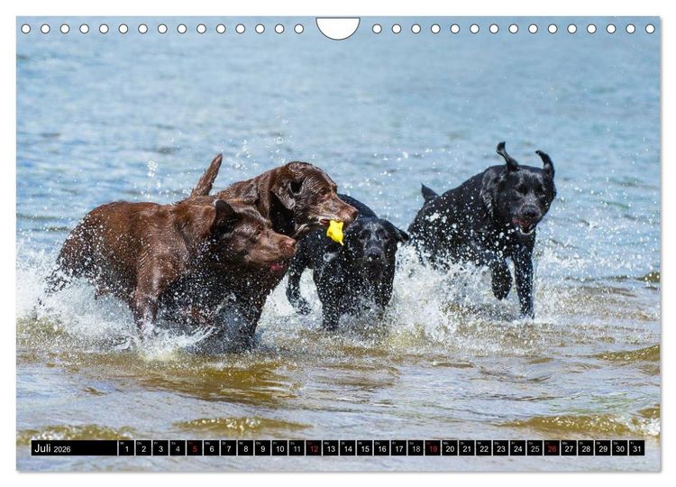 Produktbild: Labrador Retriever - ein Herz auf 4 Pfoten (Wandkalender 2026 DIN A4 quer), CALVENDO Monatskalender
