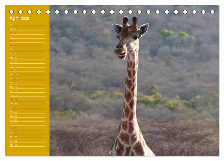 Produktbild: Giraffen / Geburtstagskalender (Tischkalender 2026 DIN A5 quer), CALVENDO Monatskalender