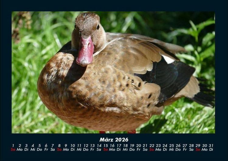 Produktbild: Enten 2026 Fotokalender DIN A4