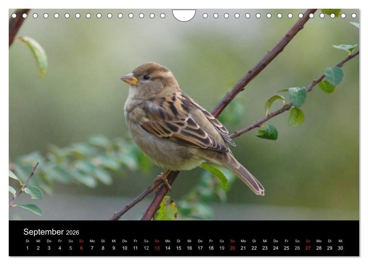 Produktbild: Freche Spatzen (Wandkalender 2026 DIN A4 quer), CALVENDO Monatskalender
