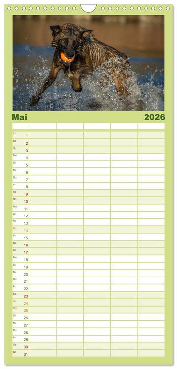 Produktbild: Familienplaner 2026 - Belgischer Sch&auml;ferhund - Der Malinois in Action mit 5 Spalten (Wandkalender, 21 x 45 cm) CALVENDO