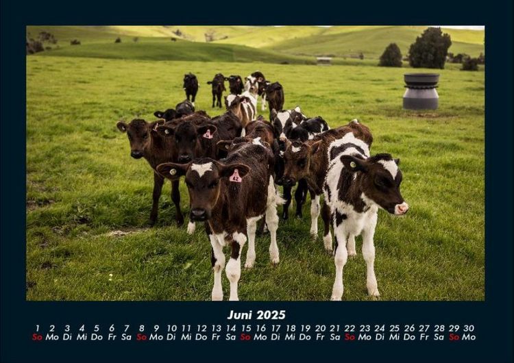 Produktbild: Kuhkalender 2025 Fotokalender DIN A4