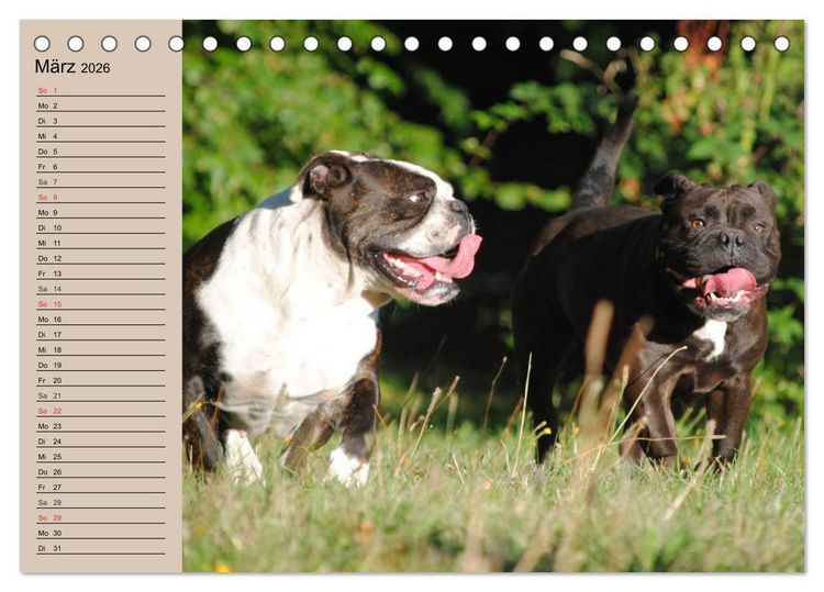 Produktbild: Faszination Bulldogge (Tischkalender 2026 DIN A5 quer), CALVENDO Monatskalender