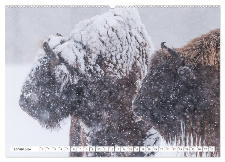 Produktbild: Emotionale Momente: Der Wisent. (hochwertiger Premium Wandkalender 2026 DIN A2 quer), Kunstdruck in Hochglanz