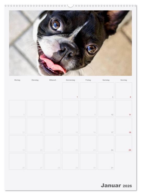 Produktbild: Boston Terrier der Hund 2026 (hochwertiger Premium Wandkalender 2026 DIN A2 hoch), Kunstdruck in Hochglanz