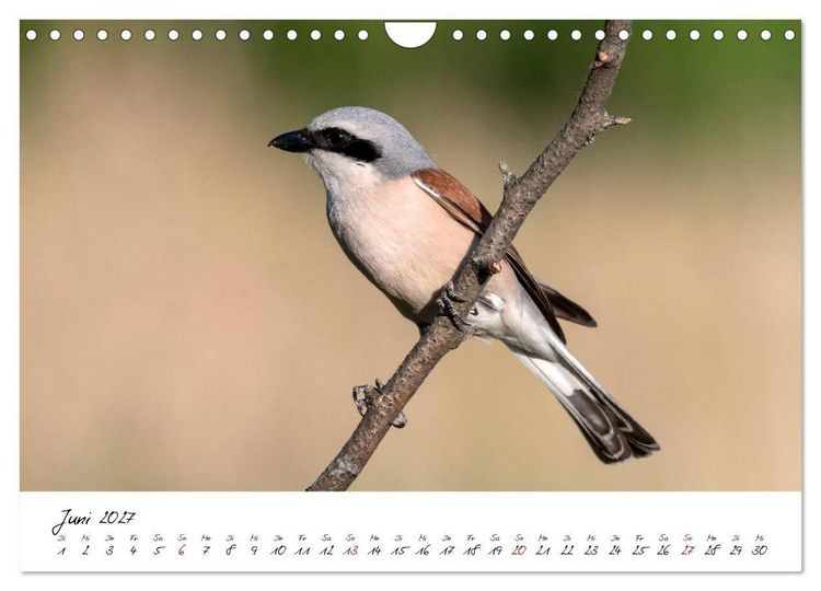 Produktbild: Heimische Vogelwelt (Wandkalender 2027 DIN A4 quer), CALVENDO Monatskalender
