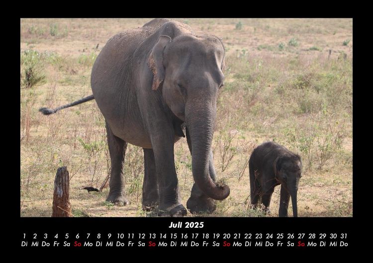 Produktbild: Elefanten Kalender 2025 Fotokalender DIN A3