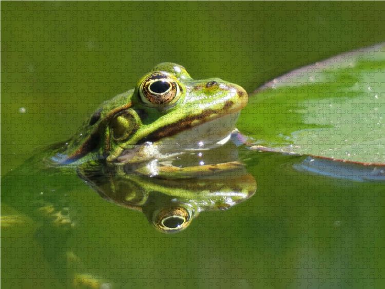 Produktbild: CALVENDO Puzzle Frosch spiegelt sich im Wasser | 1000 Teile Lege-Gr&ouml;&szlig;e 64x48cm Foto-Puzzle f&uuml;r gl&uuml;ckliche Stunden